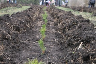 В Пензенской области завершилось весеннее лесовосстановление