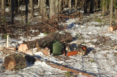В двух районах Пензенской области незаконно срубили деревья