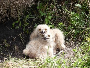 В Колышлейском районе обнаружили гнездо филина