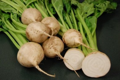 Пензенские аграрии собрали более полмиллиона тонн сахарной свеклы