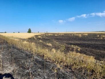 В Белинском районе сгорело 3 га пшеницы