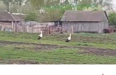 В пензеской Пачелме жители стали свидетелями редкого зрелища: в огороде приземлились краснокнижные аисты