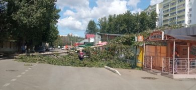 На Южной Поляне в Пензе дерево упало на автомобиль