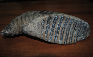 Краеведческий музей в Пензе получил в дар зуб мамонта