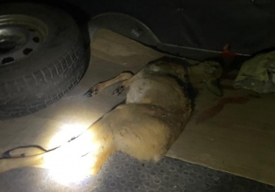 В Городищенском районе браконьер убил косулю