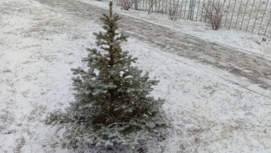 В Пензенской области усилили охрану хвойных деревьев перед Новым годом