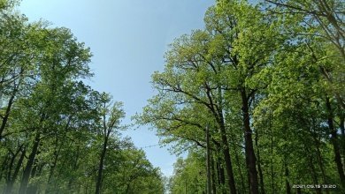 В Пензе отказались от идеи вырубить почти 1,5 тыс. деревьев на Западной Поляне
