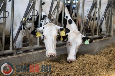 Около 80 тысяч тонн молока получили в Пензенской области за четыре месяца