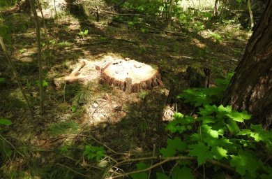 В Сердобском районе срубили дубов и сосен на 6,9 млн рублей