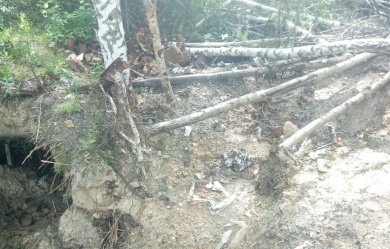 В Пензенском районе необратимо повредили несколько деревьев