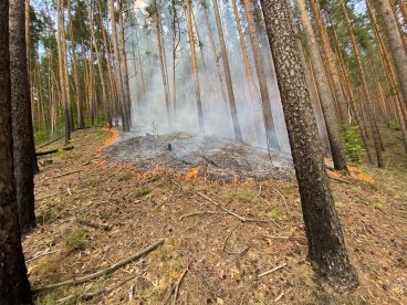 В Земетчинском районе загорелся лес