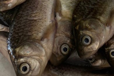 Жителю Пензенской области грозит лишение свободы за незаконный лов рыбы