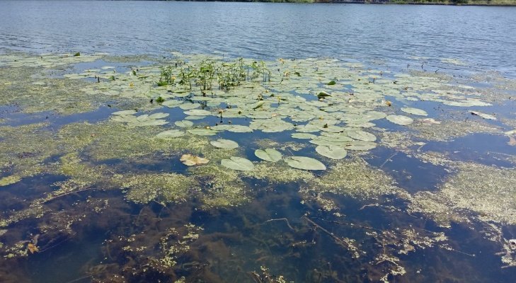 В пруду в Кузнецком районе утонула женщина | 07072024 | Пенза