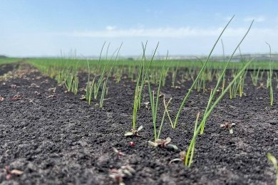 В Пензенской области посевная кампания завершена на неделю раньше прошлогодней