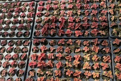 В Пензе разобьют почти 6 тыс. кв. м цветников