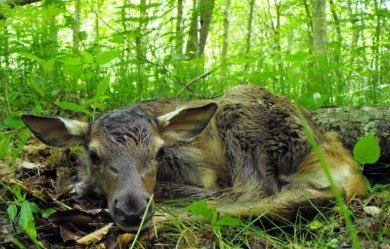 В Пензенской области случилось четыре смертельных ДТП с участием лосей