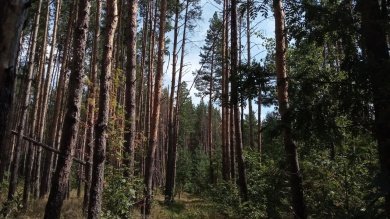 В Пензенской области до конца июля сохранится опасность пожаров в лесах