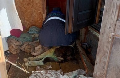 В Пензе собака застряла в половицах дачного дома
