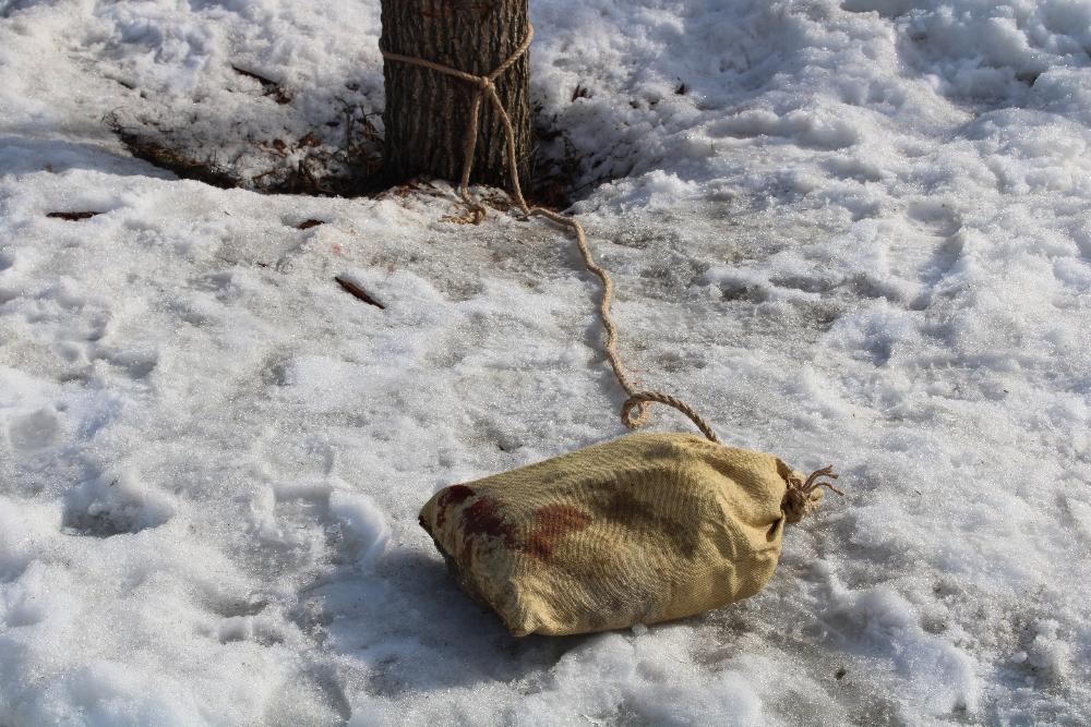 В пензенском зоопарке льва развлекли за обедом