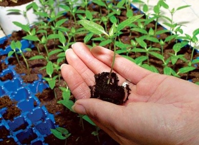 Марина Салминова: «Хороший урожай зависит от сроков посадки и качества семян»