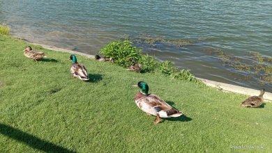 Пензенских охотников просят поделиться фотографиями водоплавающей дичи