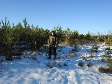 Сколько елок пострадало от браконьеров в Пензенской области перед Новым годом?