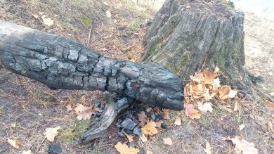 В Пензенской области случился 21-й лесной пожар