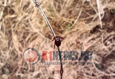 В Пензенской области вторую неделю подряд фиксируют 75 пострадавших от клещей