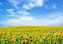 Пензенская область собрала рекордные 650 тысяч тонн подсолнечника