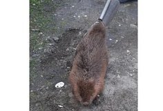 В Пензе бобра вызволили из гаража