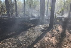 В Пензенской области случилось еще два лесных пожара