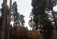 Во вторник в Пензенской области прогнозируется сильный ветер