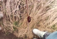 В Пензенской области от клещей пострадали 75 человек