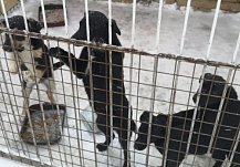 Волонтеров предупредили о недопустимости перекармливания собак в приюте в Пензе