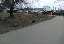 В Бековском введен карантин по бешенству