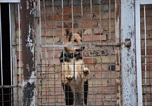 В Башмаково бездомная собака напала на 15-летнего подростка