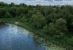 В Пензенской области план по искусственному лесовосстановлению выполнен на 89 процентов
