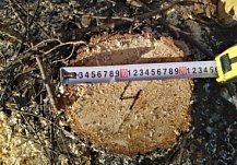 В Каменском районе черный лесоруб уничтожил дуб
