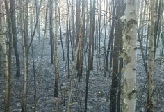 В Лопатинском районе случилось два лесных пожара
