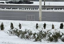 В Пензе неизвестные выкопали туи со склона на улице 8 Марта