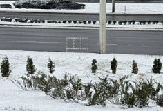 В Пензе неизвестные выкопали туи со склона на улице 8 Марта