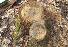 В Шемышейском районе браконьер вырубил лес на 3 млн рублей