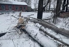 В Наровчатском районе вынесли приговор после гибели мужчины от падения дерева