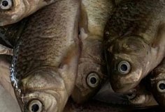 Пенсионер задержан за незаконную рыбалку вблизи Сурского водохранилища