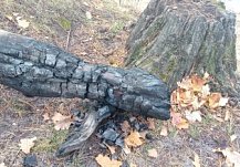 Пензенский губернатор сообщил о трехкратном сокращении лесных пожаров