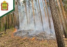 В Городищенском районе произошел лесной пожар