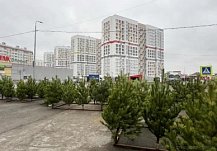 В Пензе заработали первые елочные базары
