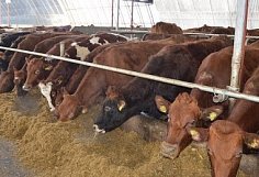 Три района Пензенской области введены в режим ограничений