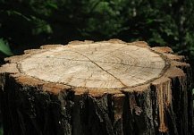 Житель Колышлейского района заготовил дрова из дуба с полезащитной лесополосы