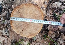 В двух районах Пензенской области незаконно срубили девять деревьев